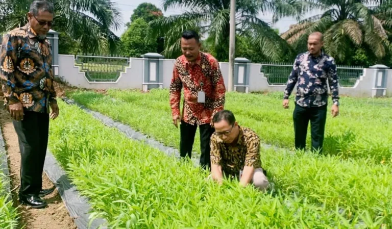 Lapas Banyuasin Panen 50 kg Sayur Kangkung Hasil Budidaya Warga Binaan