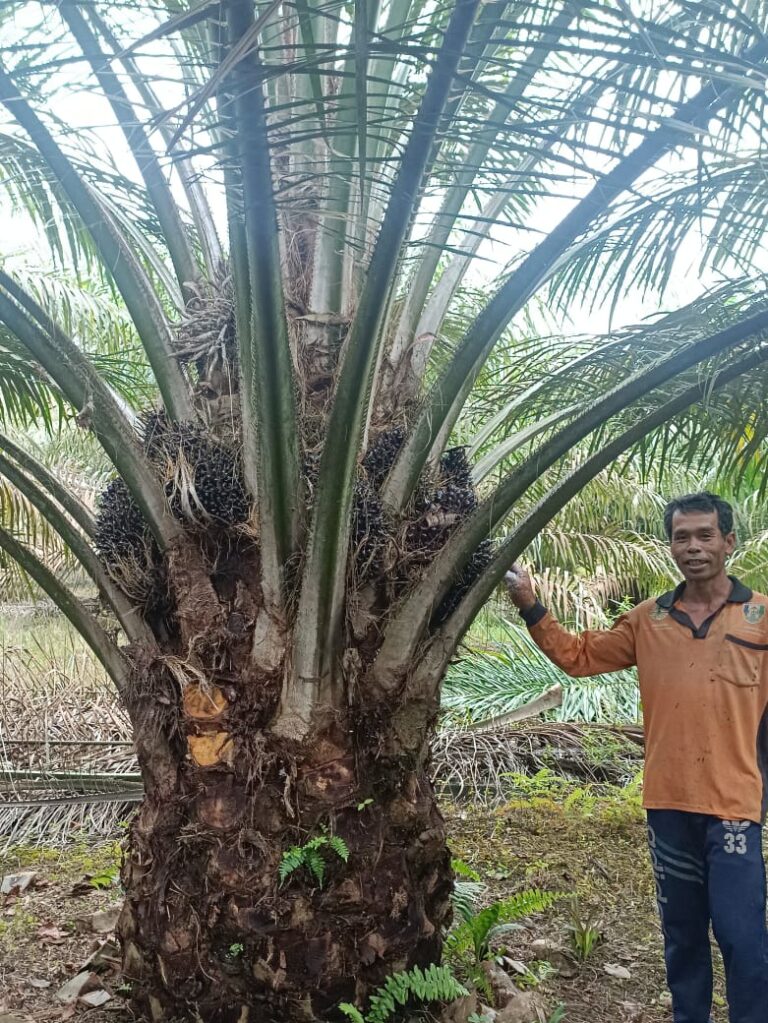 Pemda Banyuasin Segera Selidiki Lahan Warga yang Hendak di Gusur Perusahaan