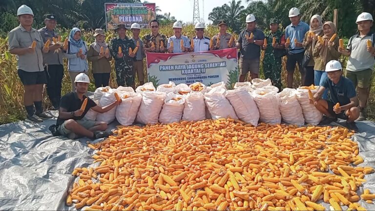 Panen Jagung Bersama Forkopimcam Di PT SMS, Kapolsek Pangkalan Balai : Wujudkan Swasembada Pangan Nasional