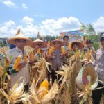 Polsek Sungsang sukses melaksanakan kegiatan panen raya jagung di lahan PT. Tunas Jaya Negeriku