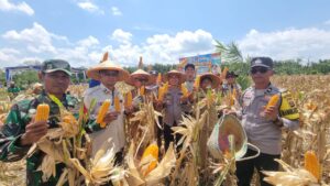 Polsek Sungsang sukses melaksanakan kegiatan panen raya jagung di lahan PT. Tunas Jaya Negeriku
