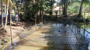 Dukung Program ketahanan pangan, Budidaya Ikan Lele Jadi pilihan BUMDES Tunas Sejahtera Desa Terentang 